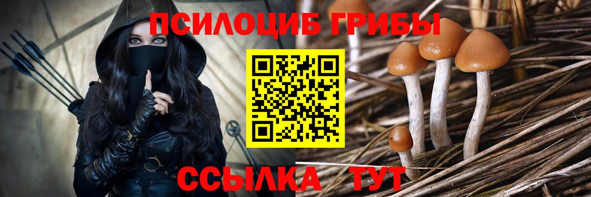 Галлюциногенные грибы Cubensis  Вход с VPN  Зеленогорск 